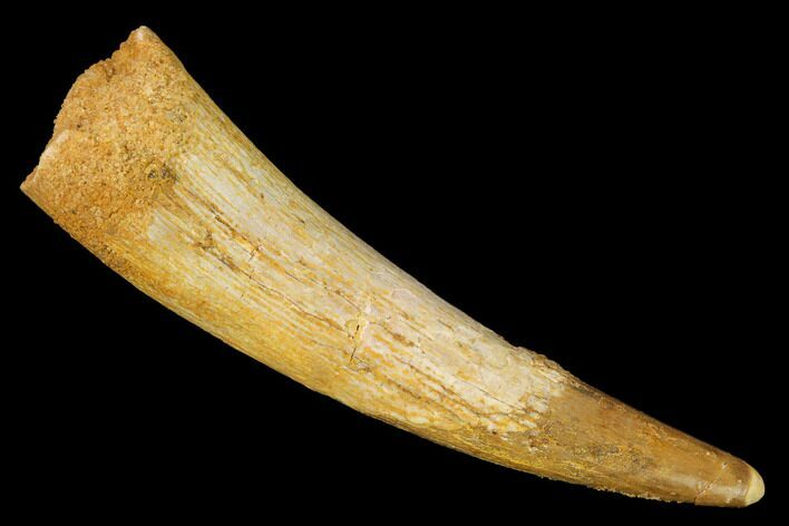 Huge, Fossil Pterosaur (Siroccopteryx) Tooth - Morocco #164247